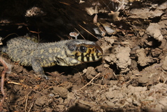 Lepidophyma flavimaculatum
