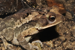 Incilius leucomyos