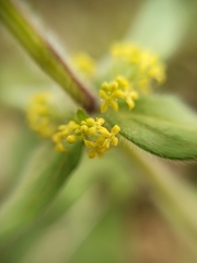 Cruciata laevipes