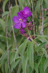 Dissotis princeps