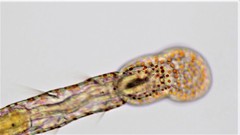Aeolosoma hemprichi