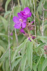 Dissotis princeps