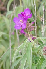 Dissotis princeps