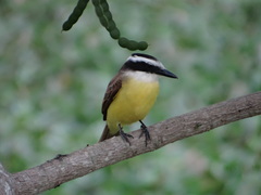 Pitangus sulphuratus