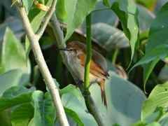 Certhiaxis cinnamomeus