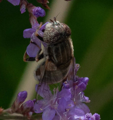 Eristalinus aeneus