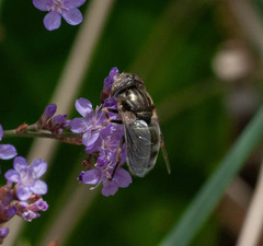 Eristalinus aeneus