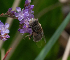 Eristalinus aeneus