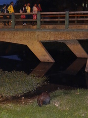 Hydrochoerus hydrochaeris