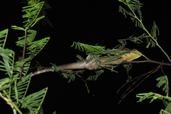 Basiliscus vittatus