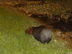 Hydrochoerus hydrochaeris