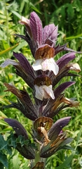 Acanthus syriacus
