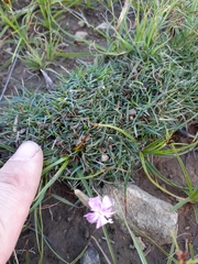 Dianthus micropetalus