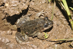Leptodactylus melanonotus