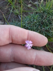 Dianthus micropetalus