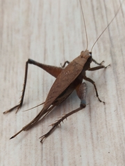 Eneoptera