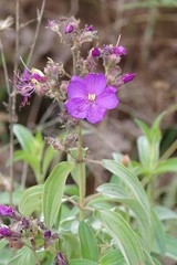 Dissotis princeps