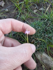 Dianthus micropetalus