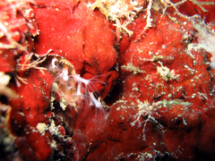 Sarcodictyon catenatum