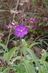 Dissotis princeps