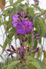 Dissotis princeps