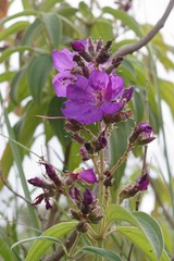 Dissotis princeps