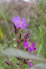 Dissotis princeps