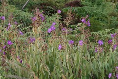 Dissotis princeps