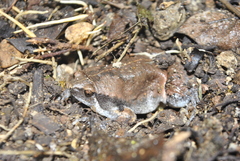 Hypopachus variolosus