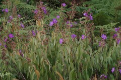 Dissotis princeps