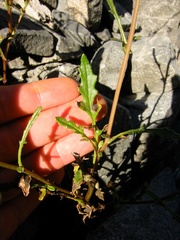 Senecio wairauensis