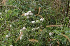 Lasiosiphon calocephalus