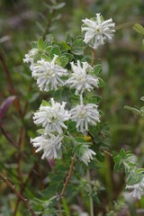 Lasiosiphon calocephalus