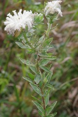 Lasiosiphon calocephalus