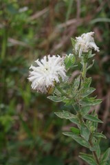 Lasiosiphon calocephalus