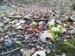 Petasites albus