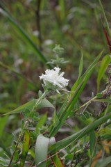 Lasiosiphon calocephalus
