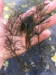 Ceratophyllum echinatum