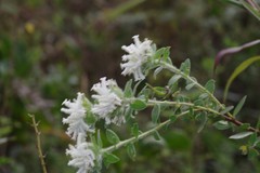 Lasiosiphon calocephalus