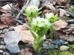 Petasites albus