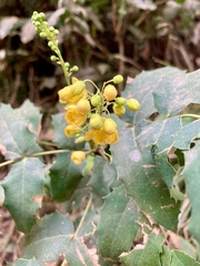 Berberis moranensis
