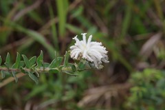 Lasiosiphon calocephalus