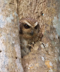 Margarobyas lawrencii