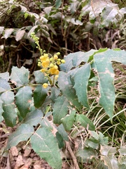 Berberis moranensis