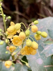 Berberis moranensis