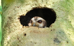 Margarobyas lawrencii