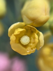 Berberis moranensis