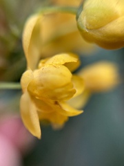 Berberis moranensis