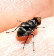 Chrysomya chloropyga