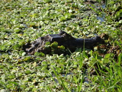 Caiman yacare